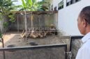 Kondisi kandang bebek milik SD Negeri Losari yang dikeluhkan warga. (Istimewa) 