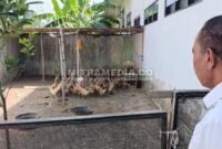 Kondisi kandang bebek milik SD Negeri Losari yang dikeluhkan warga. (Istimewa) 