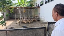 Kondisi kandang bebek milik SD Negeri Losari yang dikeluhkan warga. (Istimewa)