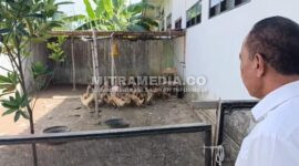 Kondisi kandang bebek milik SD Negeri Losari yang dikeluhkan warga. (Istimewa) 
